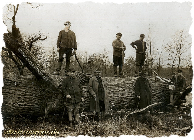 Beweisaufnahme der letzten Gro�eiche, die um 1900 im H�melerwald gef�llt wurde    (mit freundlicher Genehmigung von J�rgen K�nnecker)