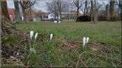 Krokusse am Brinkgarten in Sossmar